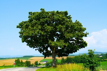 Fototapeta na wymiar Seven Star Tree in Biei Town - Famous Oak Tree