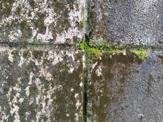 green moss on the wall
