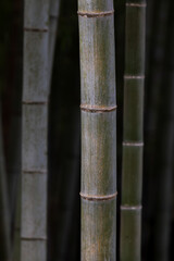 Bamboo forest background. natural texture