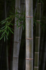Fototapeta na wymiar Bamboo forest background. natural texture