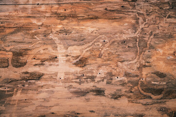 Bark texture background, snosnovy or eucalyptus tree. Crayons details of a living plant