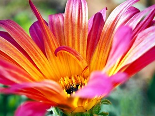 A close view of a multi colored pink and yellow gerbera daisy.