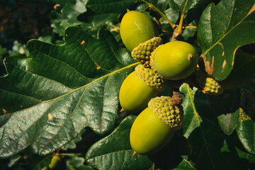 acorns on the tree - Eiche - Eicheln 