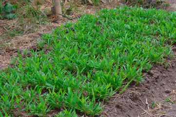 Experimenting With The Cultivation Of Water Spinach Plants During The Dry Season In A Village Agricultural Land