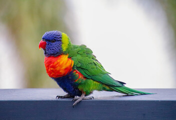 Rainbow Lorikeet