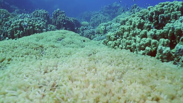 Camera moves forward over large Flowerpot coral or Anemone coral (Goniopora columna) colony in coral garden, Slow motion