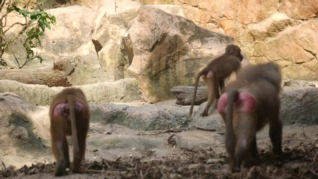 hamadryas baboon relaxing in park. hamadryas baboon is a species of baboon within the Old World monkey family.