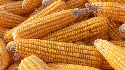 Heap of healthy yellow corn. ripe grains drying. Ripe corn grains on cob.