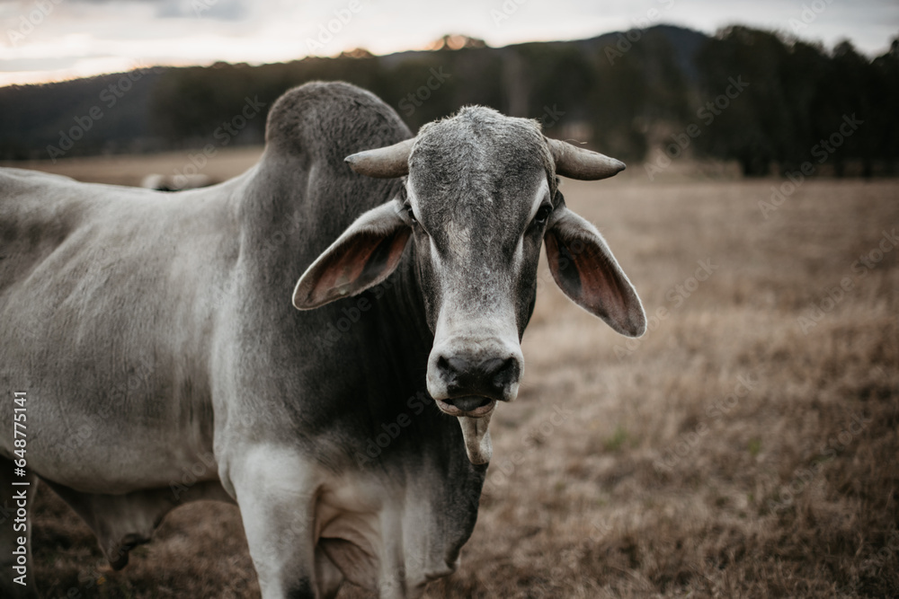 Wall mural cow in the field