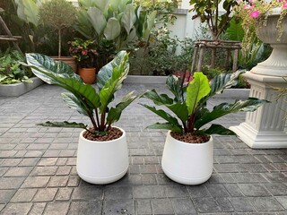 Banyan tree, teak leaves, ornamental plants, decorative plants