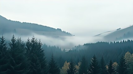 Forested mountain slope in low lying cloud with the conifers shrouded in mist in a scenic landscape