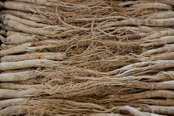 crowd of dried ginseng, dried nourishing herb. 