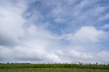 利根川の土手沿いに湧き上がる、初夏の雲(茨城県, 猿島郡, 五霞町)