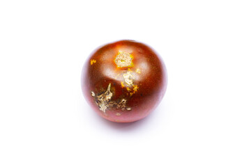 Spoiled tomatoes covered with mold on an isolated white background