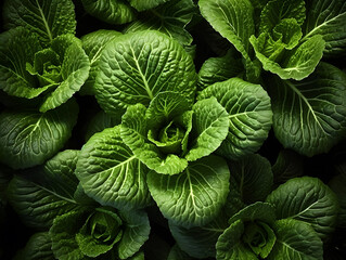 Close up of green cabbage leaves with water droplets, top view