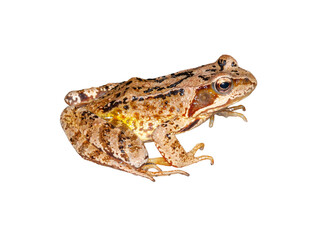 brown european common frog isolated