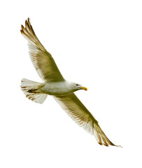 Seagull in flight isolated on transparent
