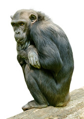 chimpanzee sitting on a log and thinking