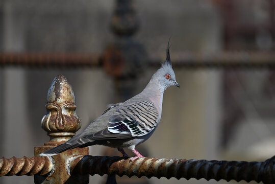 Side view of a crested pigeon, ocyphaps lophotes, perched on a rusty metal bar, the bird's eye gleaming in the sun light