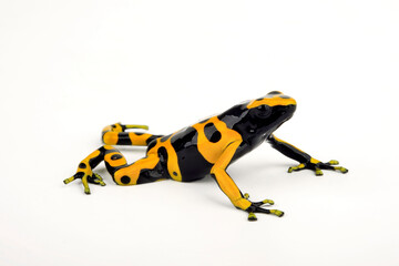 Yellow-banded poison dart frog // Gelbgebänderte Baumsteiger (Dendrobates leucomelas)