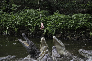 crocodile jumping for the meat