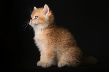 British shorthair golden chinchilla, red kitten on a black background