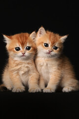 British shorthair golden chinchilla, two red kittens on a black background