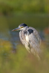 great blue heron
