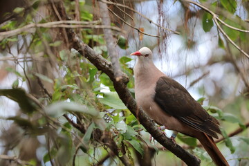 Mauritius Pink Pigeon (Nesoenas mayeri)