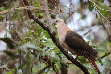 Mauritius Pink Pigeon (Nesoenas mayeri)