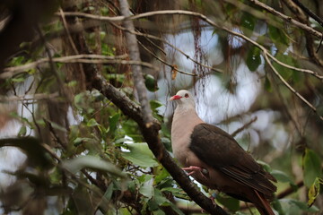 Mauritius Pink Pigeon (Nesoenas mayeri) , Ile aux Aigrette, Mauritius 