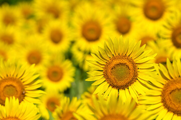 ヒマワリの花（Sunflower