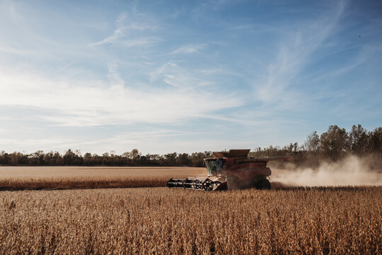 Red combine harvesting beans stirring up dust during autumn harv