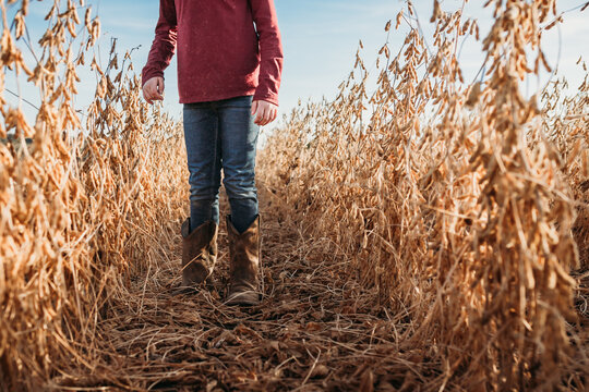 Lower half of child wearing cowboy boots between rows of soybean