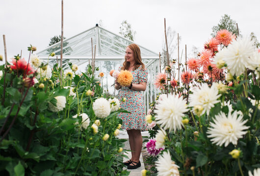 Beautiful Woman Picking Dahlia's From Her Garden In Sweden