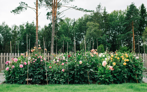 beautiful row of Dahlias in a garden in Sweden