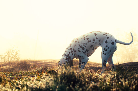 Dalmatian Dog in the Morning Mist 1