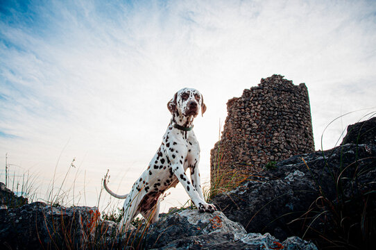Dalmatian Dog Watching the Horizon by a Watchtower