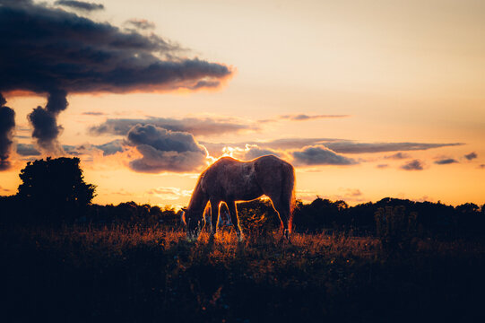 Horse in the Sunset on a Field in Sweden
