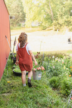 A woman in red overalls carrying a bucket of freshly cut pink zi