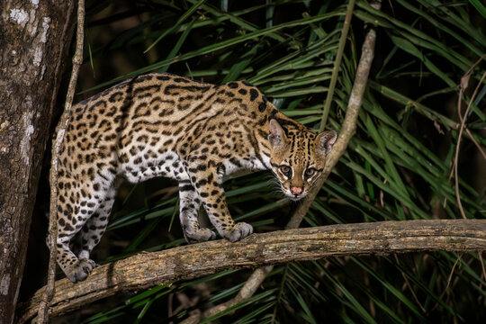 Ocelot (Leopardus pardalis) on tree branch at night in the Pantanal