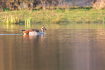 goose in the lake