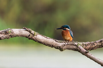 kingfisher on branch