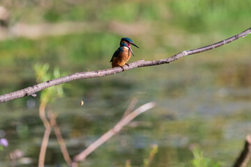 kingfisher on a branch