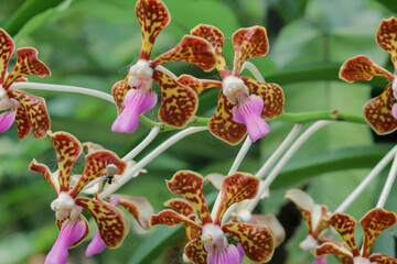 Naklejka na ściany i meble close up of vanda limbata or tricolor orchid flower
