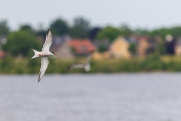 common tern
