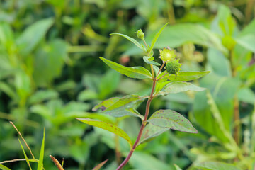 close up of Eclipta prostrata, urang aring, false daisy, yerba de tago, and bhringraj flowers with blurred background