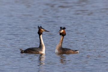 great crested grebe
