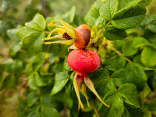 rosehip berry, red oval rosehip - Powered by Adobe