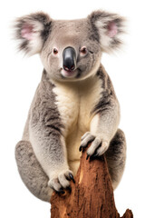 Funny koala isolated on a white background